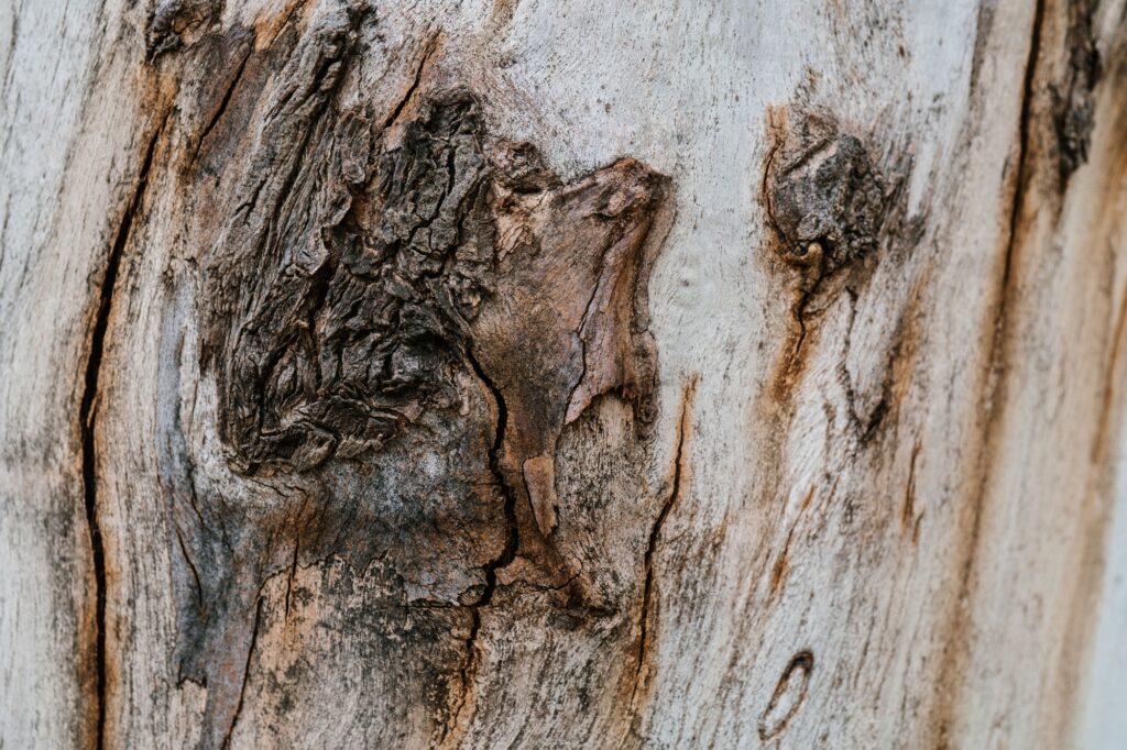 Background with the texture of an old stump.