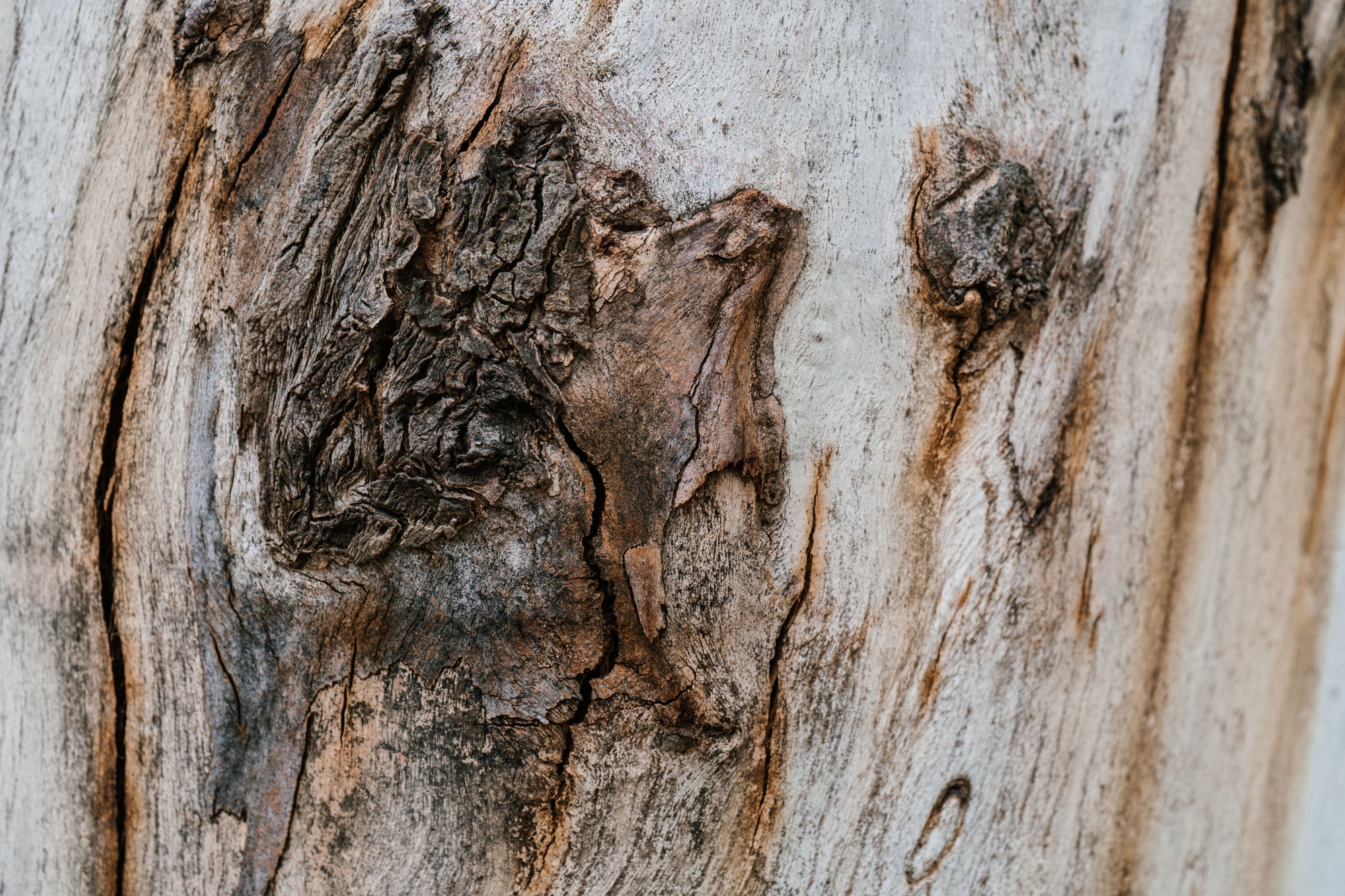 Background with the texture of an old stump.