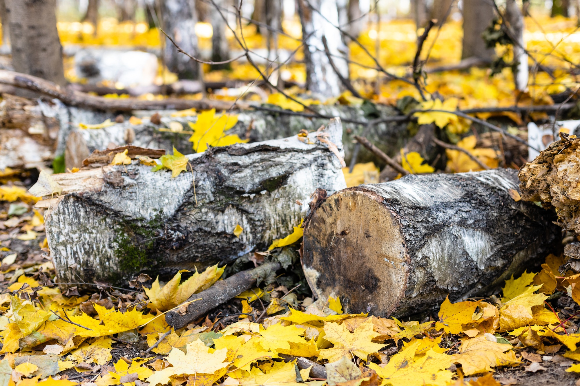 sawn birch trunk on fallen yellow maple leaves