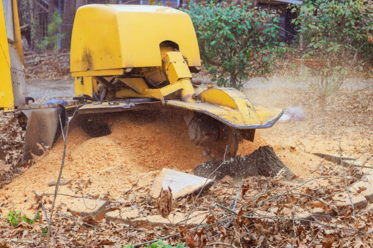 Tree stump grinding process in a wooded area during autumn with wood chips scattered around