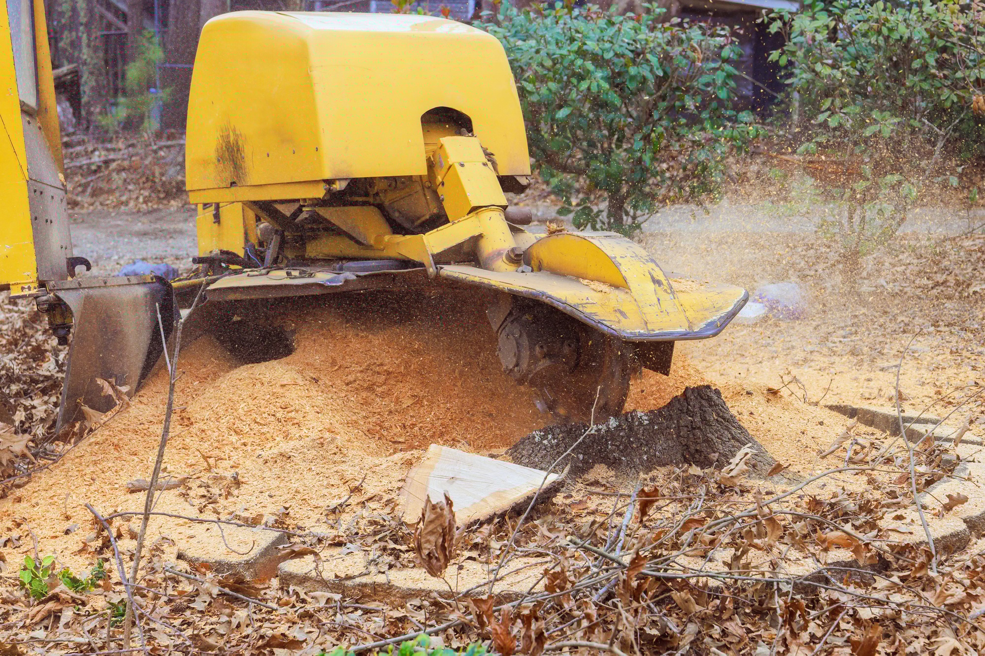 Tree stump grinding process in a wooded area during autumn with wood chips scattered around